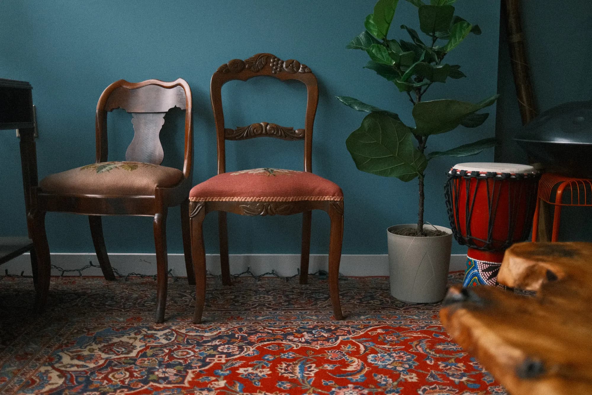 Two antique chairs against the teal wall, beside a fiddle-leaf fig and a drum